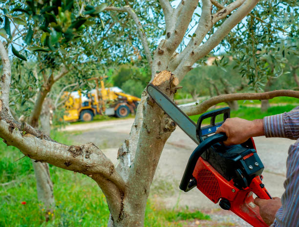 Best Local Tree Services  in Dagsboro, DE